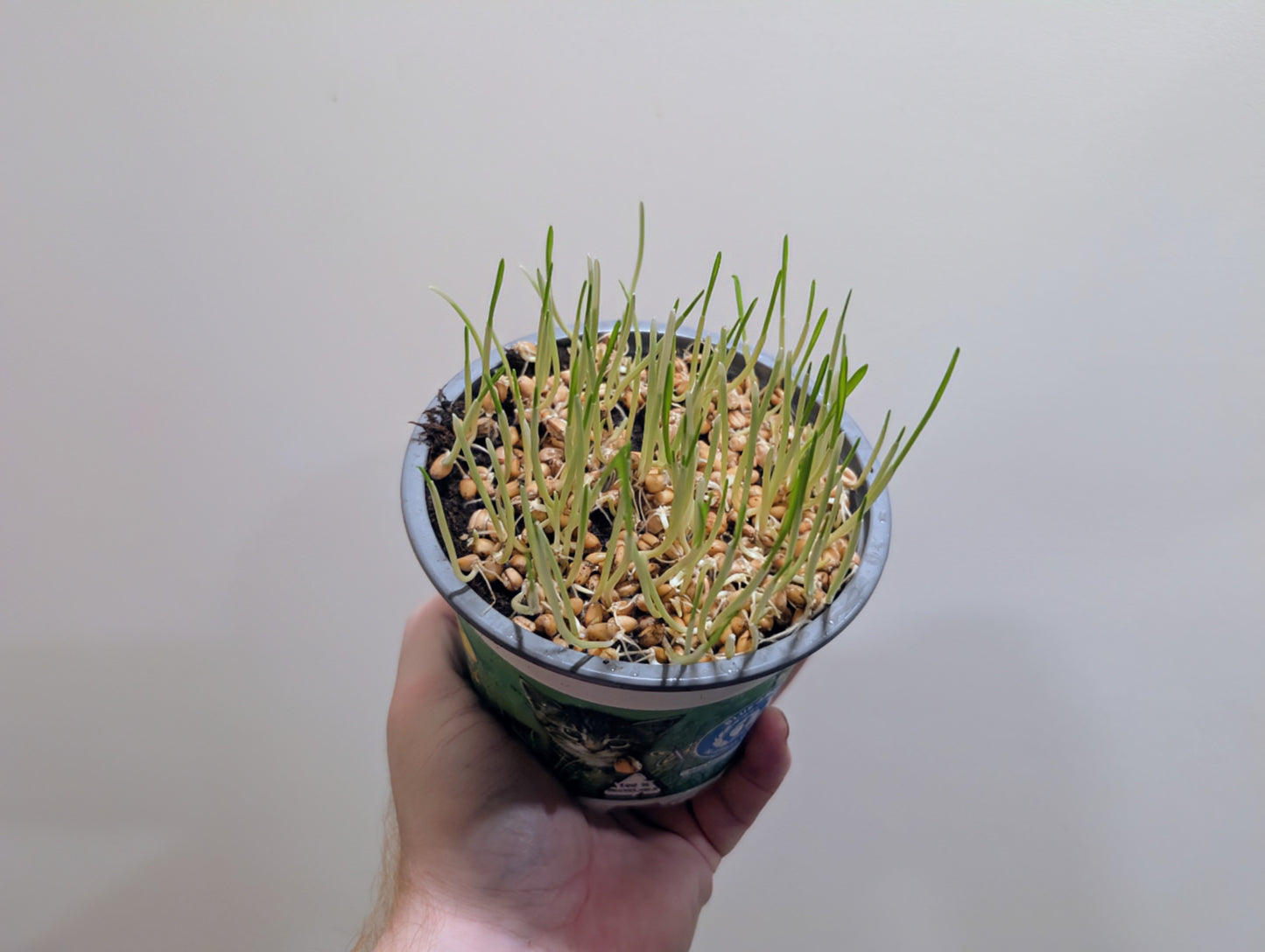 Cat Grass 12cm