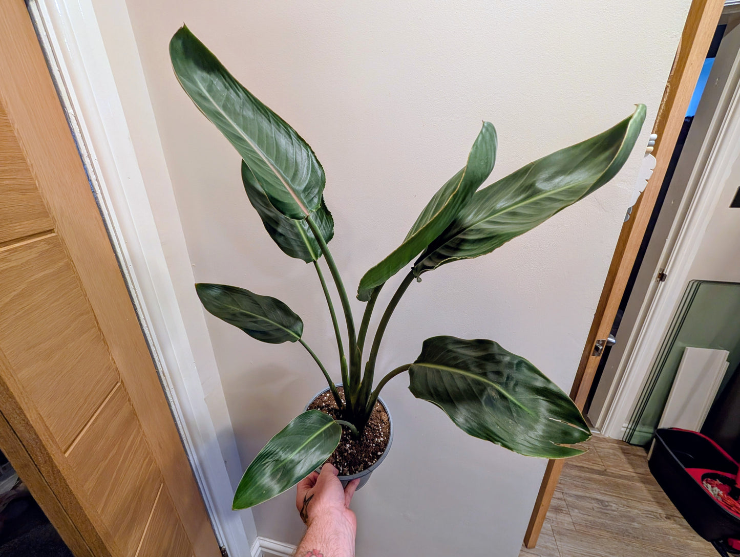 Strelitzia Reginae Bird of Paradise 19cm