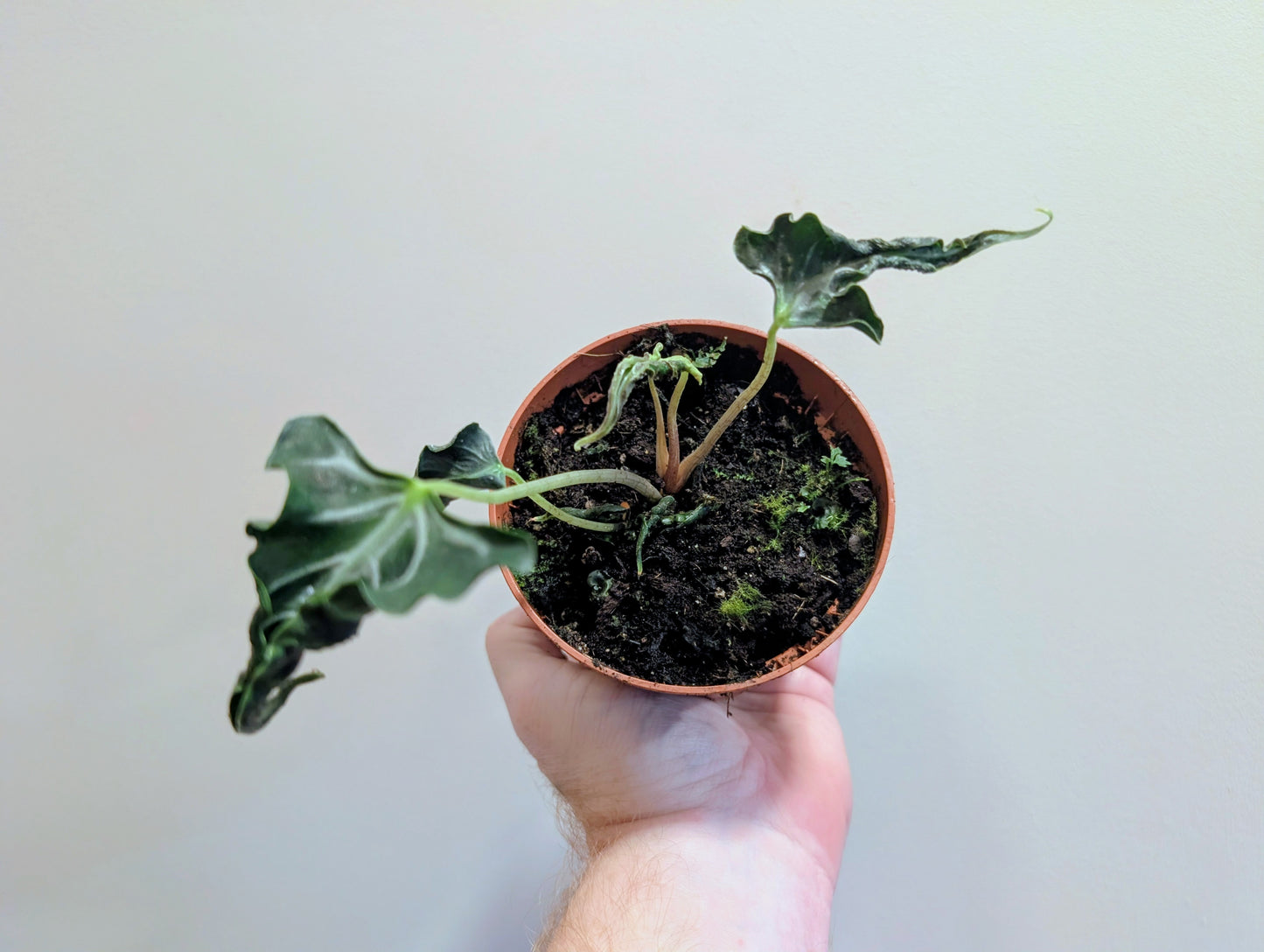 Alocasia Loco 10.5cm