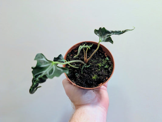 Alocasia Loco 10.5cm