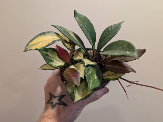 Hoya tricolour 12cm