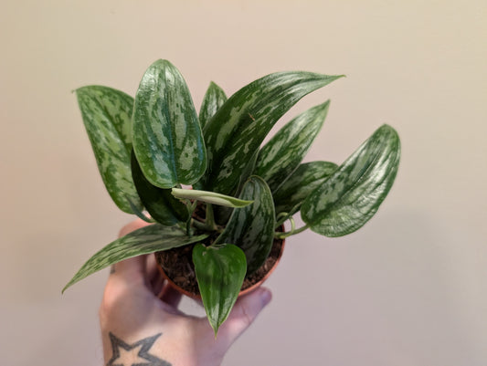 Scindapsus Stabilo Green Arrow 9cm Pre Order