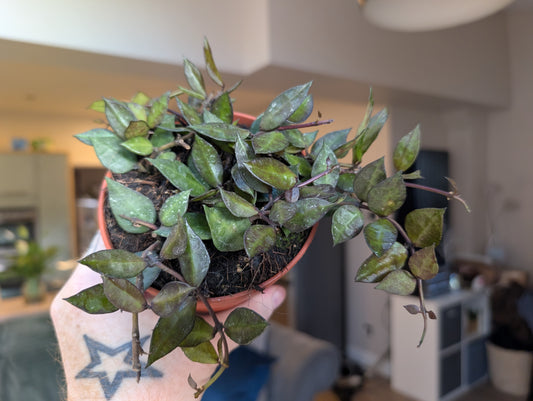 Hoya Krohniana Black Leaves 12cm