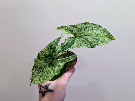 Syngonium podophyllum Mottled 6cm