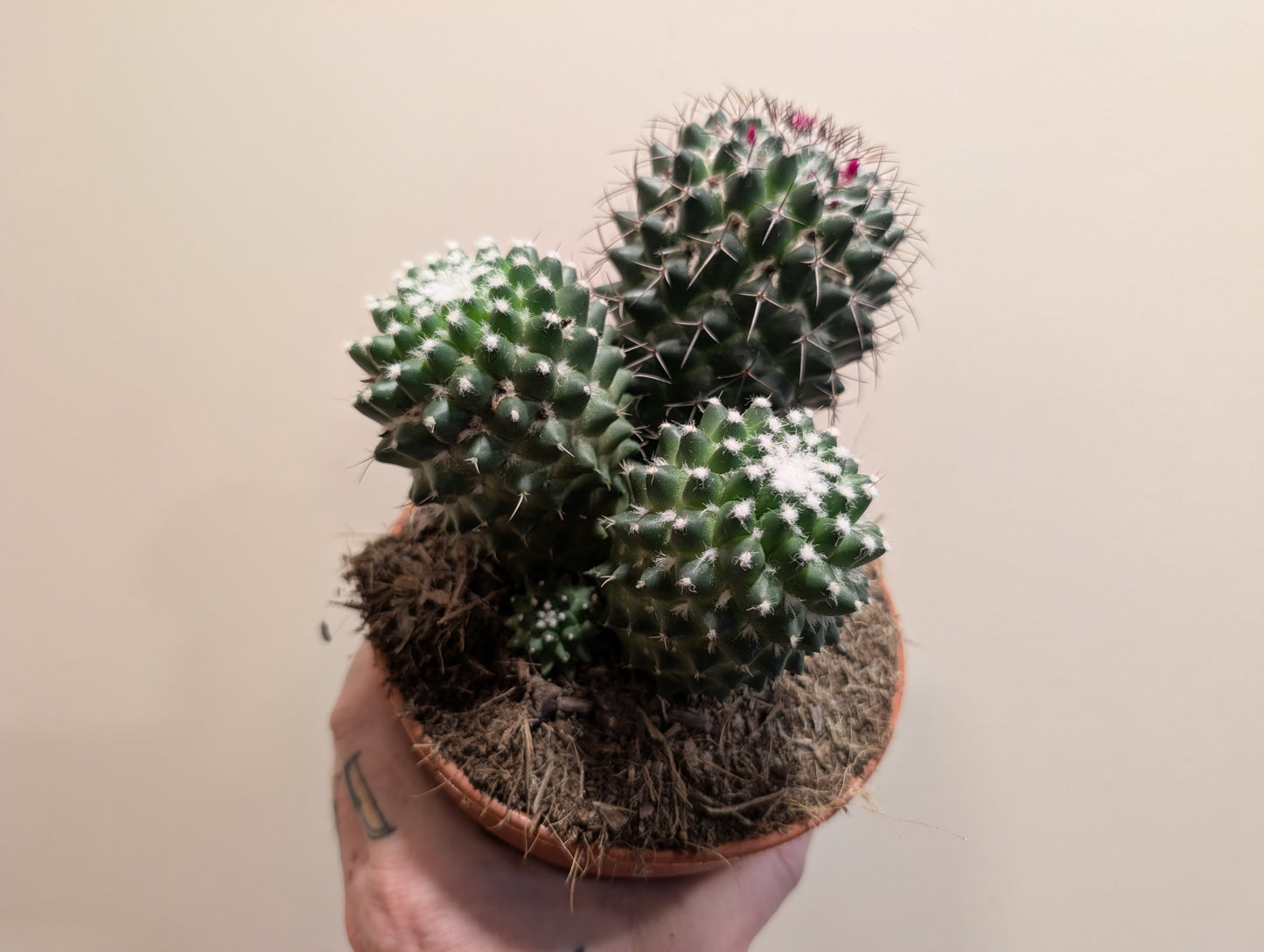 Cactus Mix 15cm (4 variations)