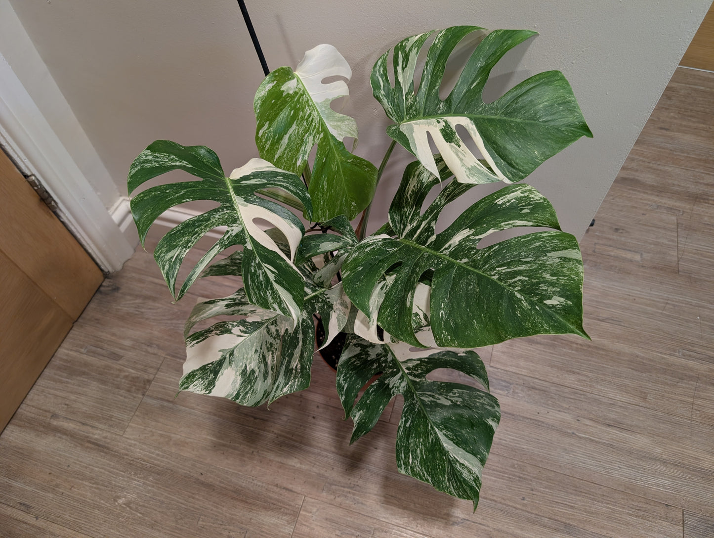 Monstera Deliciosa Variegata 17cm