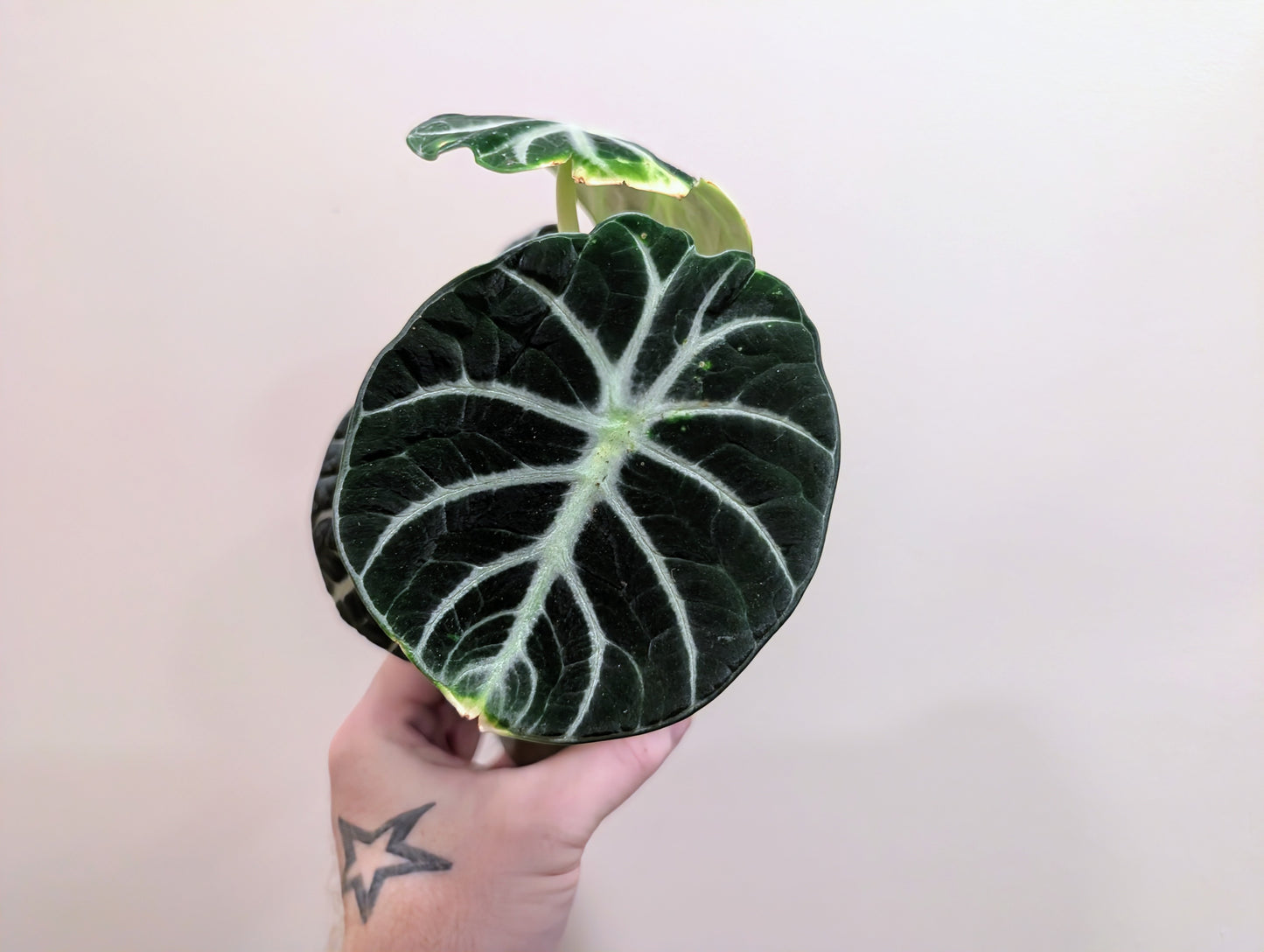 Alocasia Ninja 9cm
