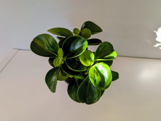 Peperomia obtusifolia Green Gold 12cm