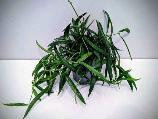 Hoya Longifolia 10.5cm