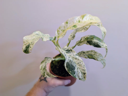 Rhaphidophora Pertusa Variegata 12cm