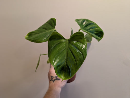 Philodendron pitteri 12cm