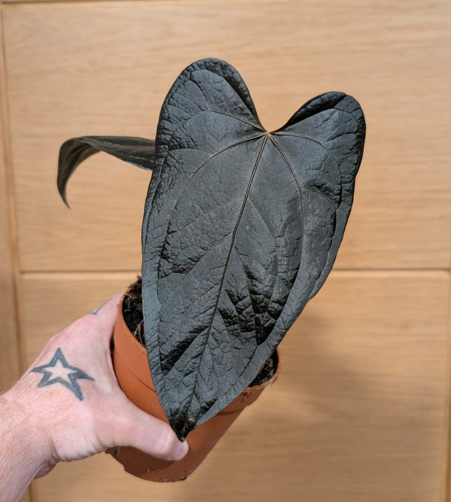 Anthurium Queen of Hearts 12cm