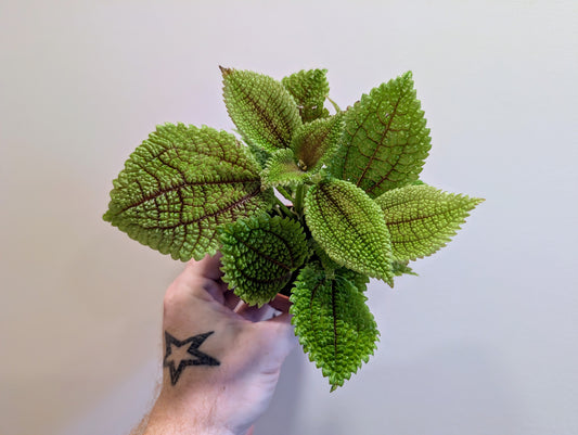 Pilea cadierei 7cm