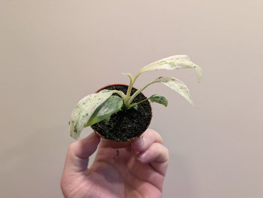 Rhaphidophora puberula varigated 6cm