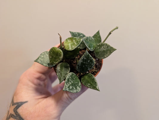 Hoya Krohniana Splash 6cm