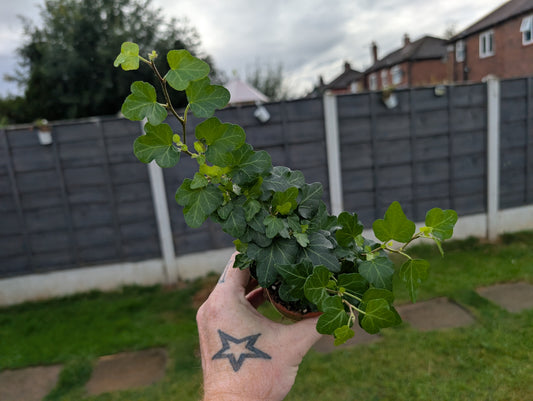 Hedera helix wonder 8cm