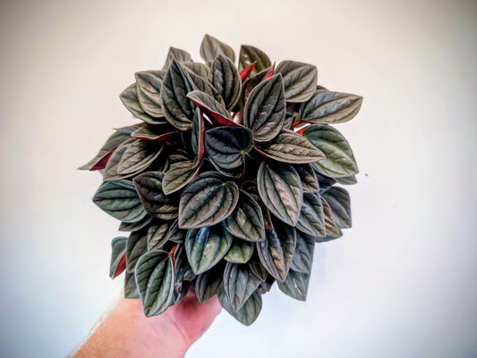 Peperomia Santorini 12cm