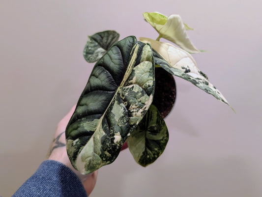 Alocasia Dragon Scale Variegata 12cm