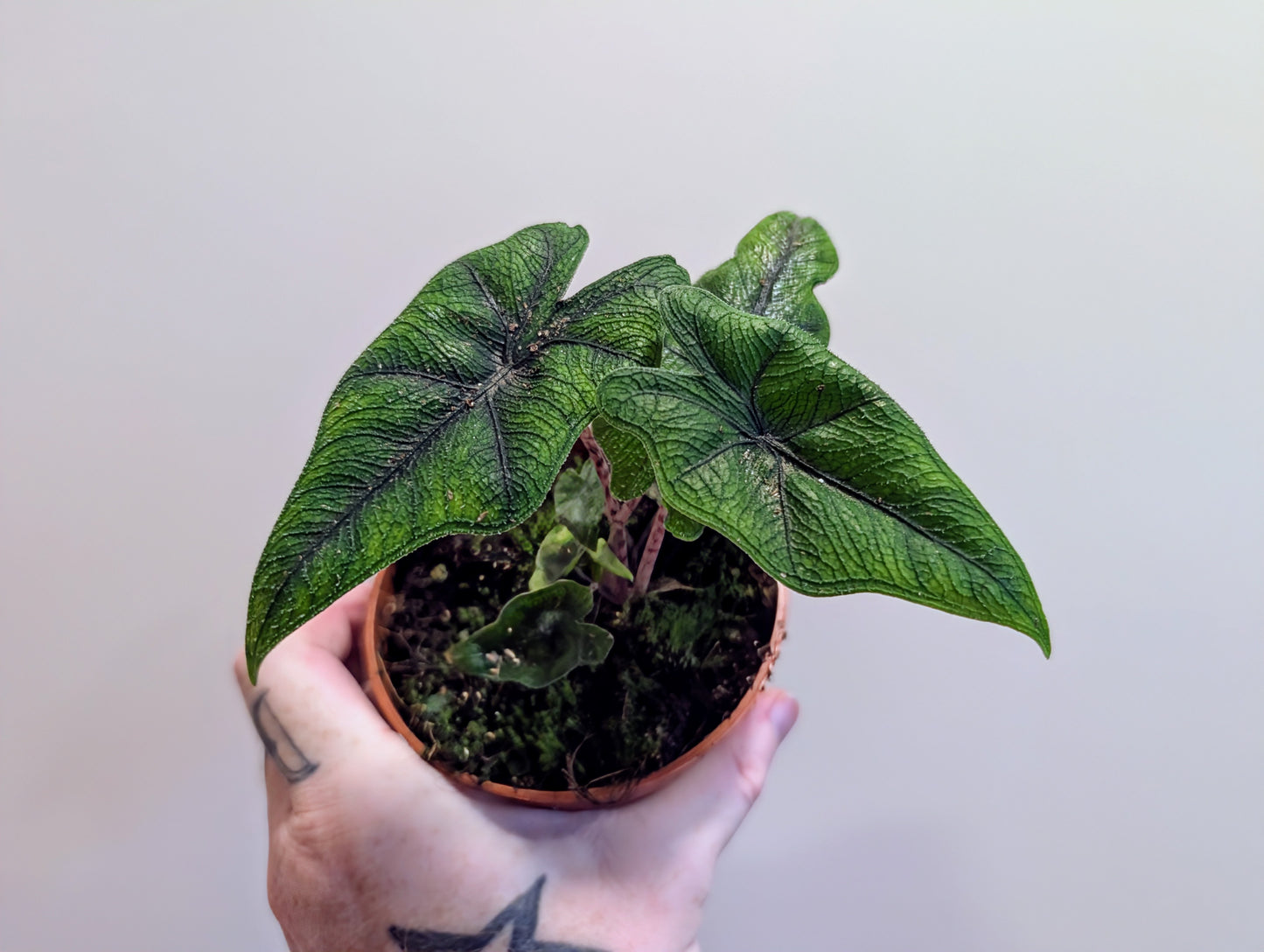 Alocasia Jacklyn 10.5cm pot