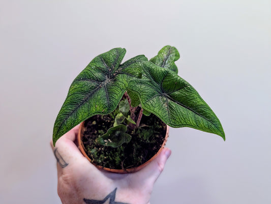 Alocasia Jacklyn 10.5cm pot