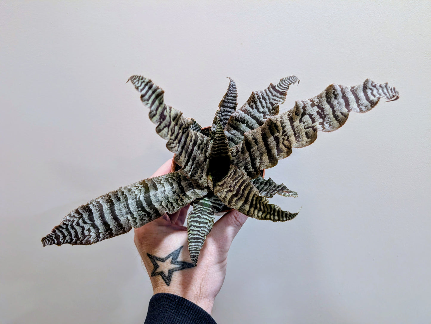 Cryptanthus Zonatus 9cm Earth star