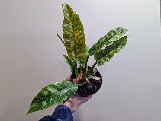 Philodendron ring of fire 12cm