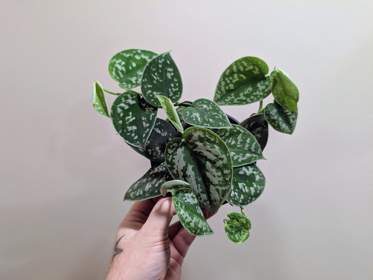 Scindapsus Pictum Trebie 12cm