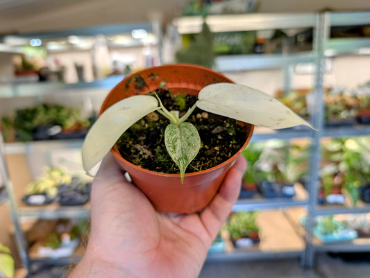 Philodendron florida ghost 10.5cm
