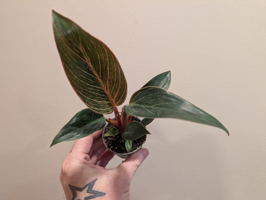 Philodendron pink bikini 6cm