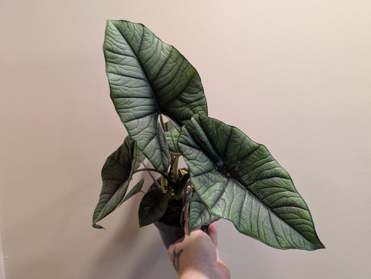 Alocasia Platinum 14cm