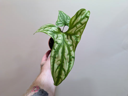 Cercestis Mirabilis 10.5cm