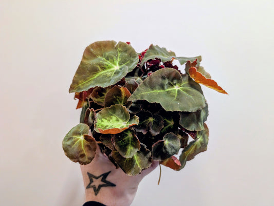 Begonia Magic Colours Montuno 12cm