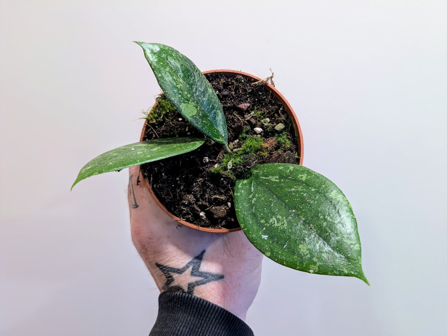 Hoya vitellina 10.5cm