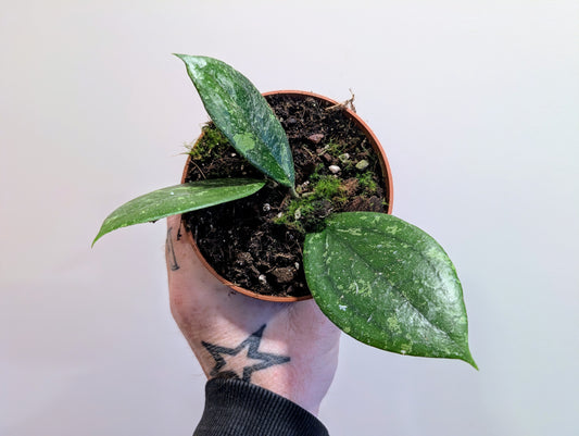 Hoya vitellina 10.5cm