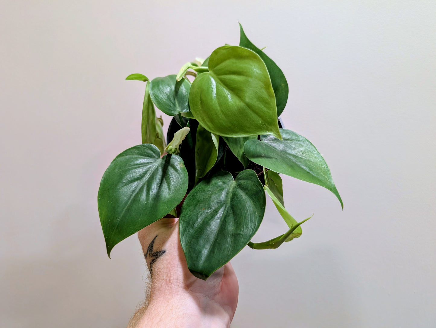 Philodendron Scandens 12cm