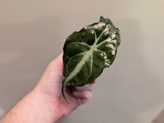 Alocasia Venom 6cm