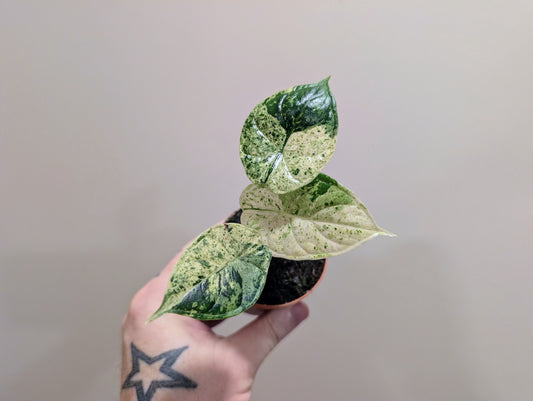 Alocasia Dragon Scale Mint 6cm
