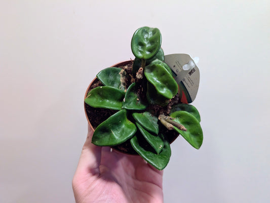 Hoya carnosa Krinkle Green 10cm