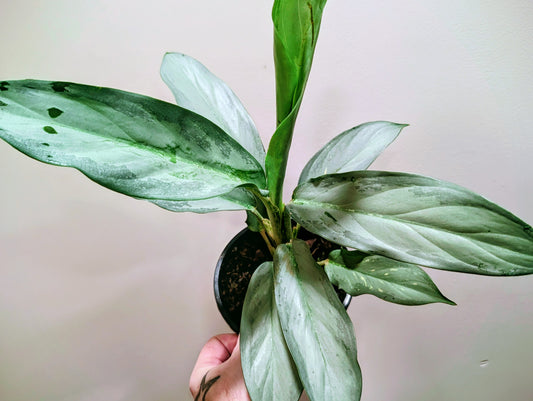 Aglaonema Ghost 12cm