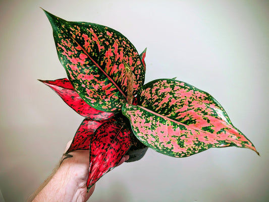 Aglaonema Spicy Pink 12cm