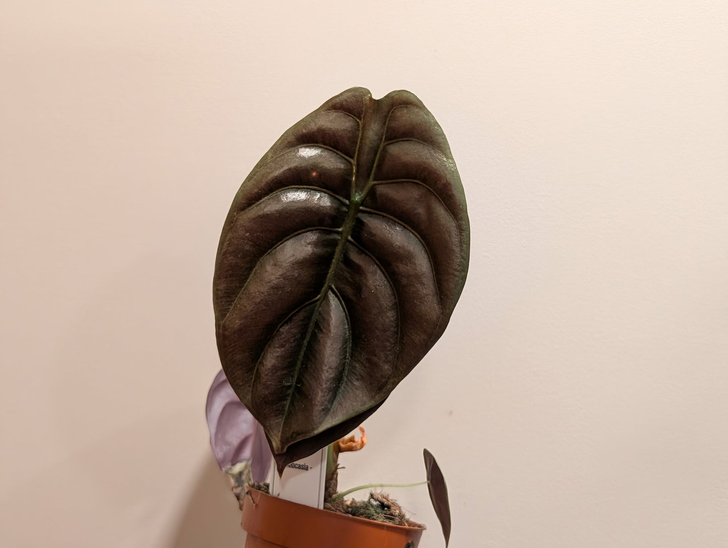 Alocasia Cuprea Red Secret 12cm