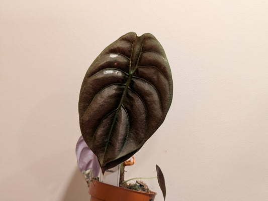 Alocasia Cuprea Red Secret 12cm
