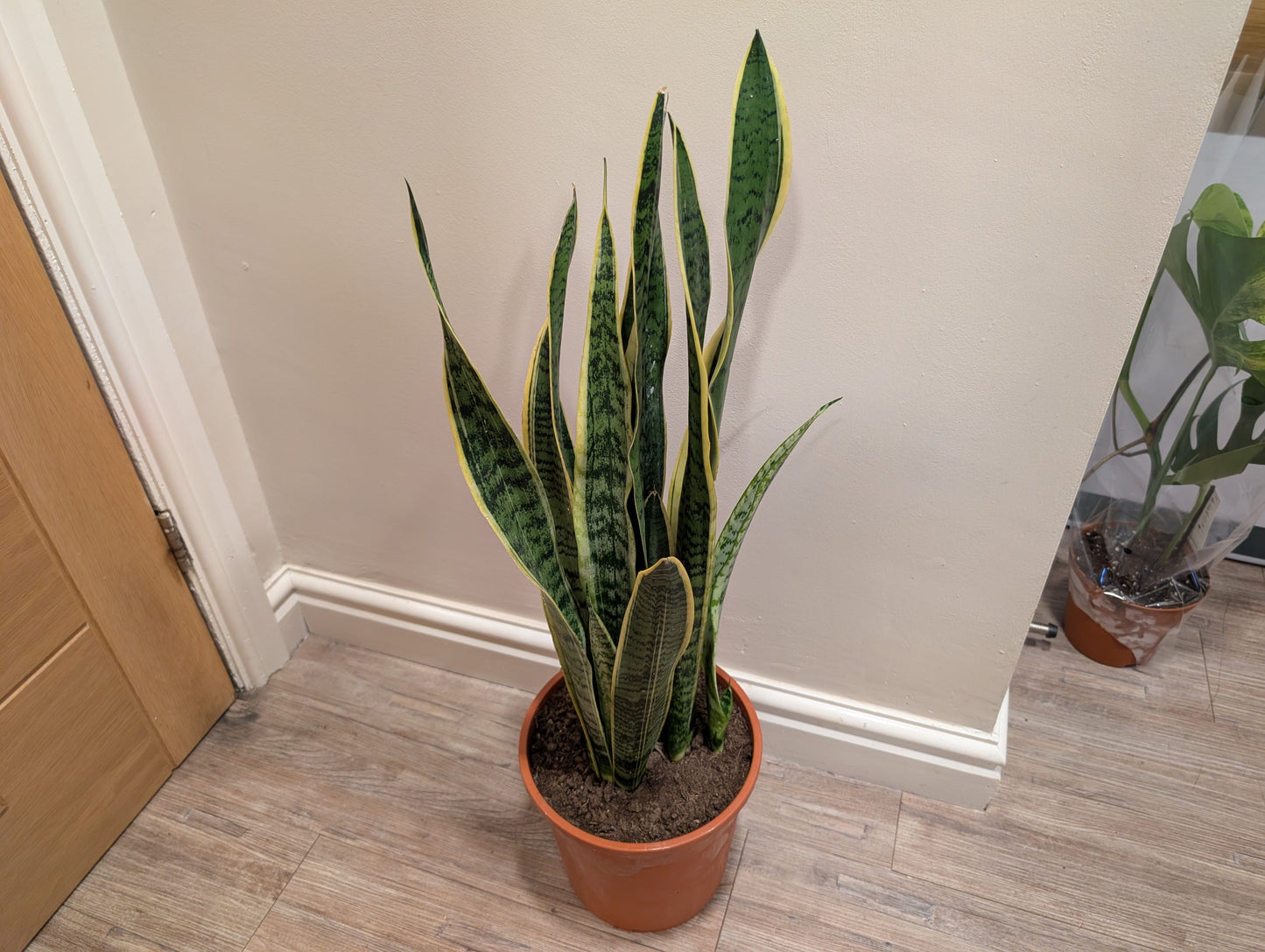 Sansevieria trifasciata Laurentii 24cm