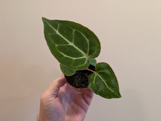 Anthurium Crystallinum 6cm
