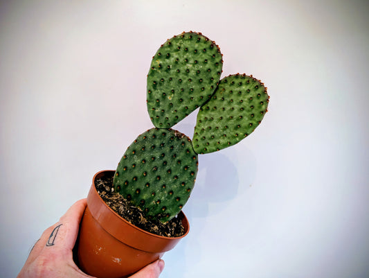 Cactus Opuntia Macrocalyx 12cm