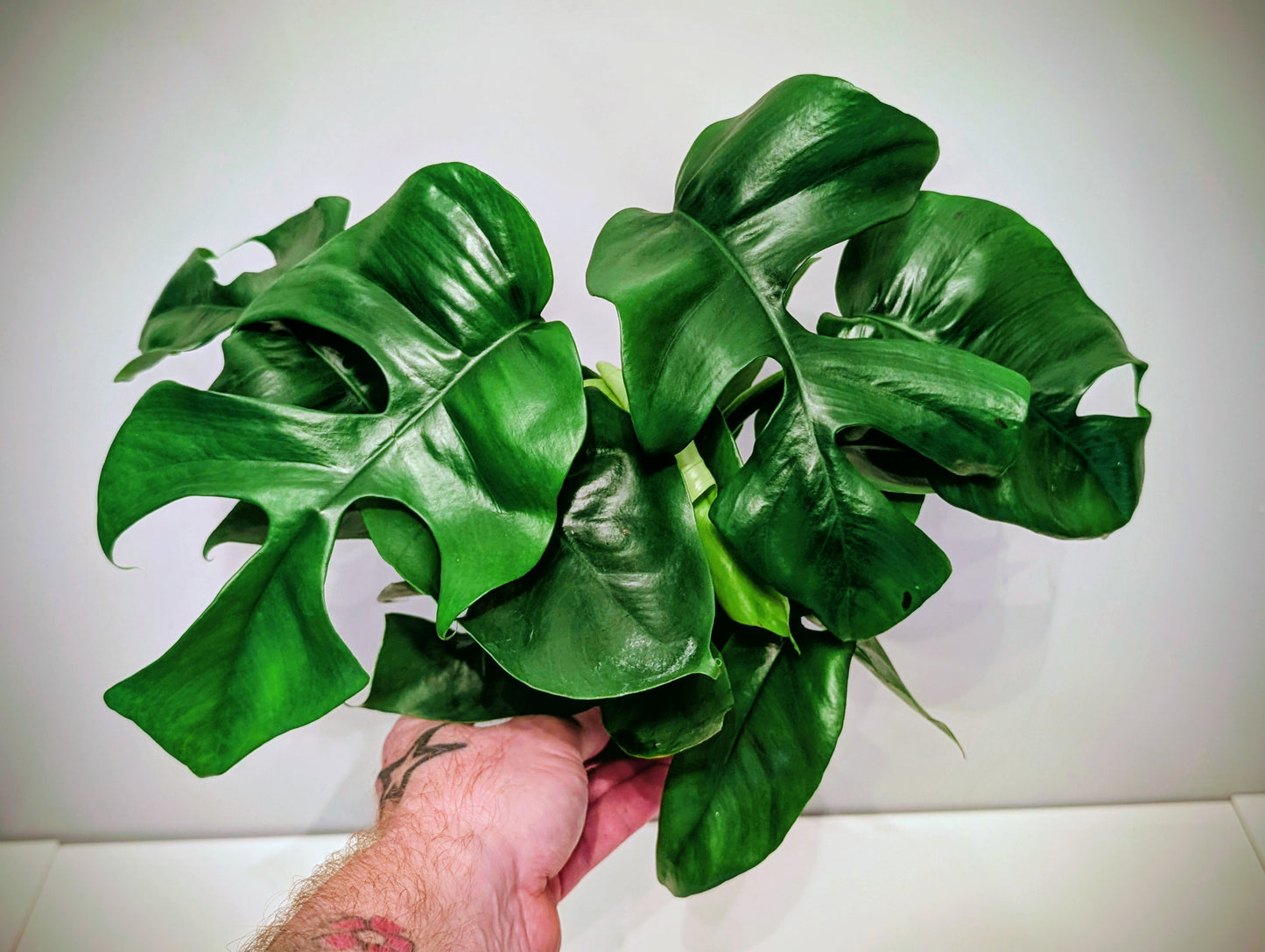 Monstera Minima 12cm