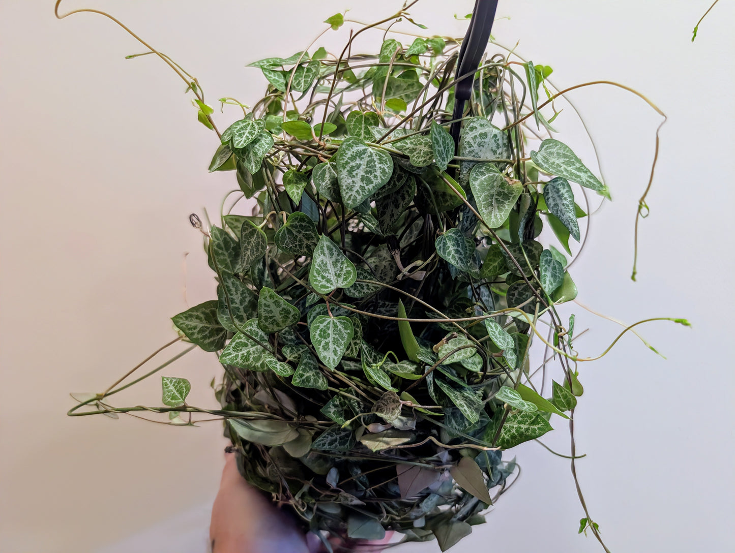 Ceropegia woodii Green Love 14cm