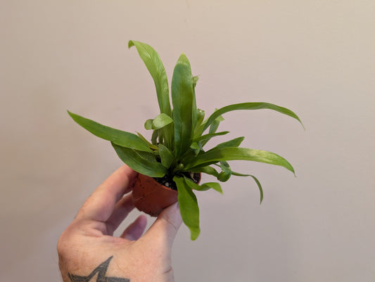 Asplenium Antiquum 5.5cm