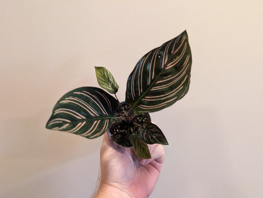 Calathea Ornata 7cm