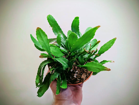 Rhipsalis Red Coral 12cm